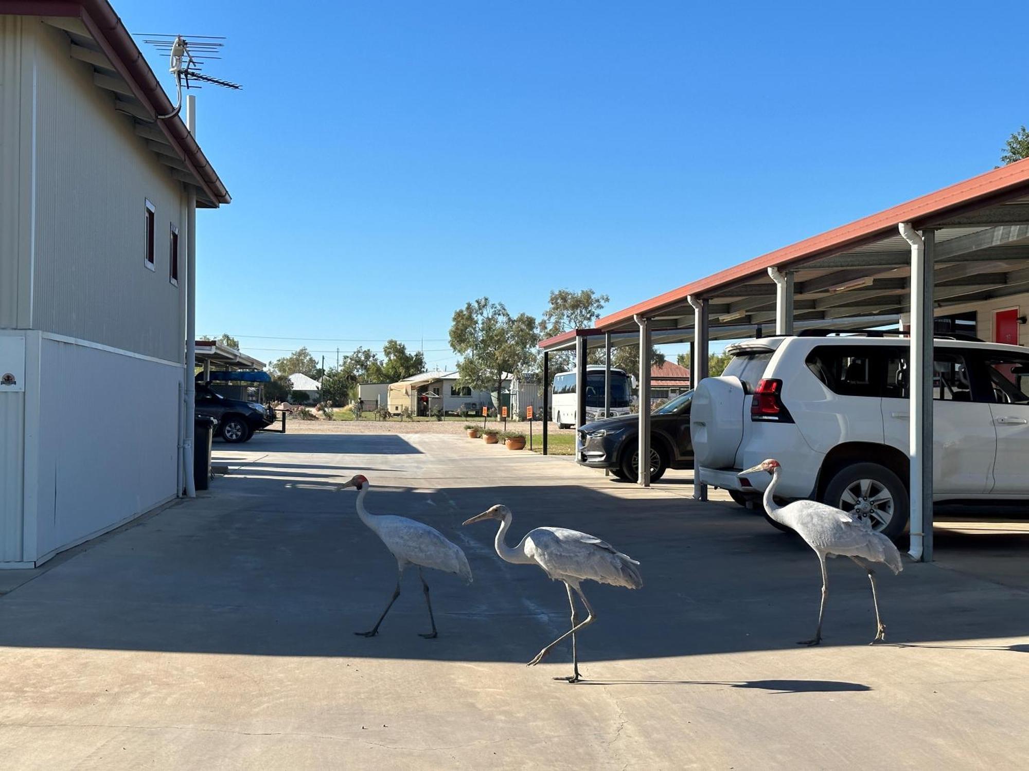 Winton Outback Motel Eksteriør bilde